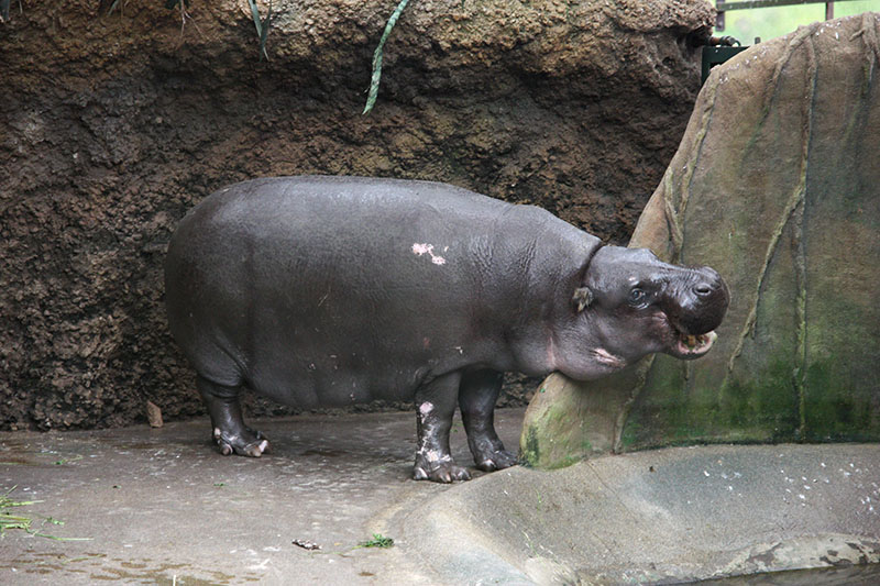 3.8.2014 - Zoo Dvůr Králové