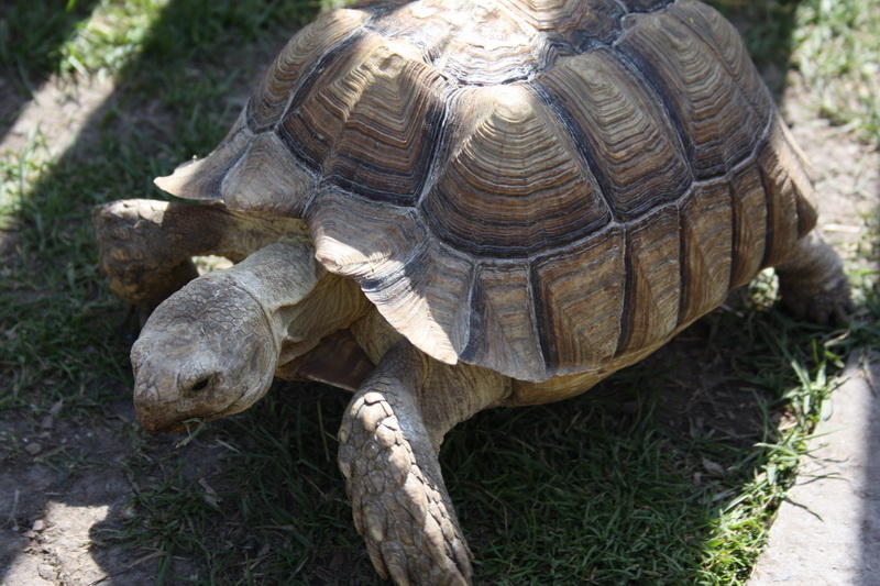 8.5.2011 - Zoo Chleby