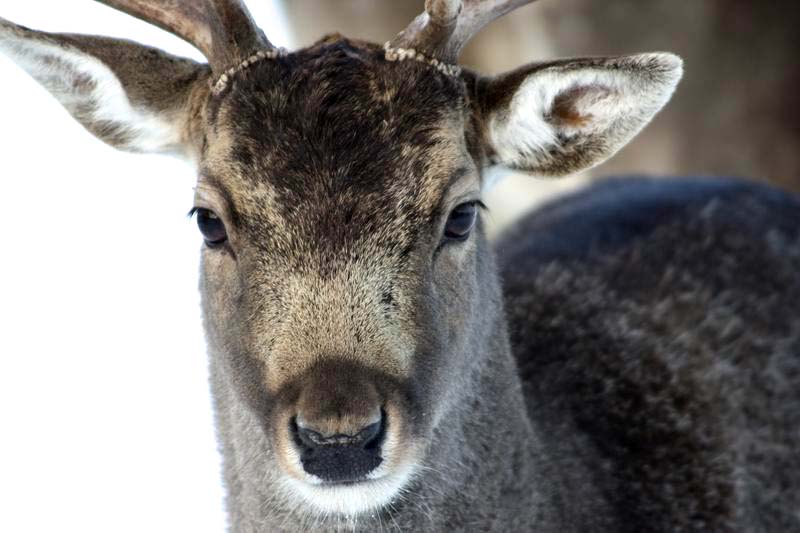 16.1.2010 - Obora, Žampach