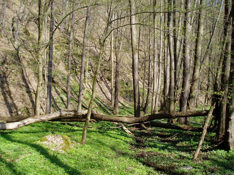 11.4.2009 - Křivoklátsko