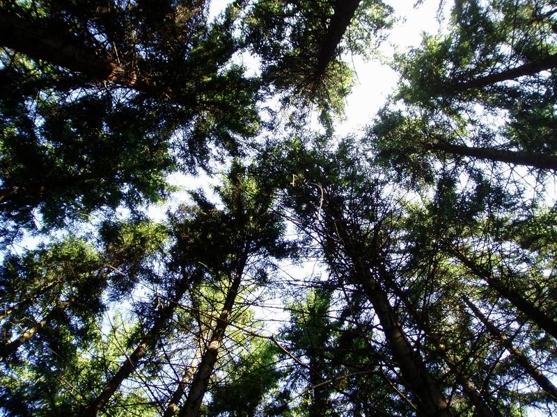 27.6.2008 - Žďárské vrchy